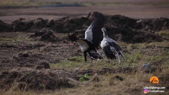 Kenya'daki sekreter kuşunun, tavşan avlama anı
