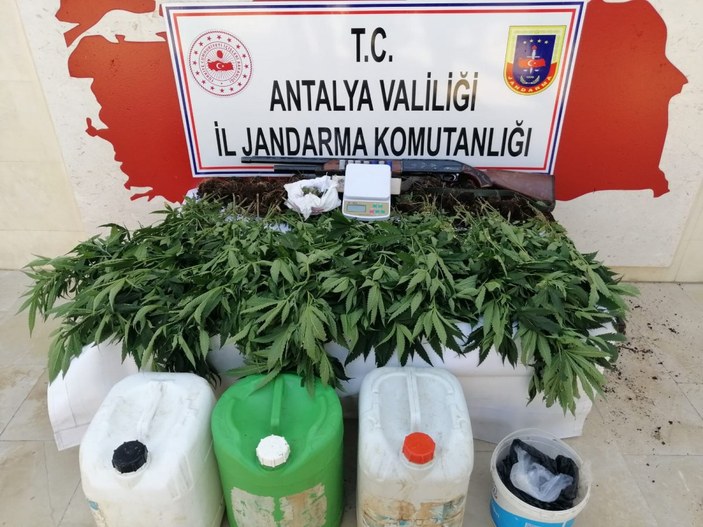 Antalya'da ormana ektiği kenevirleri sularken yakalandı
