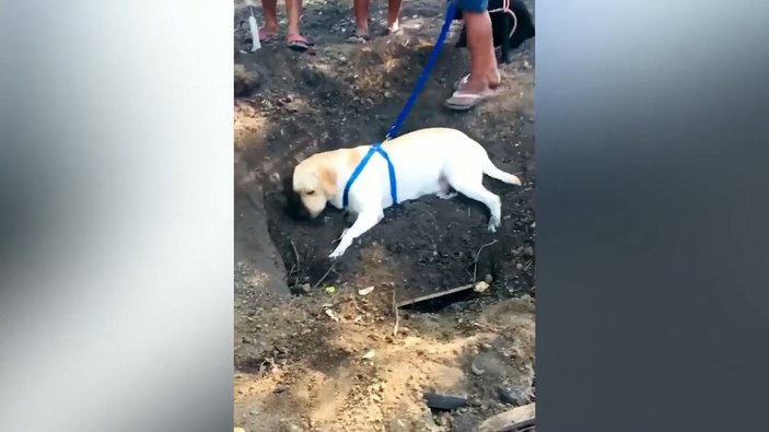 Filipinler’de bir köpek, ölen arkadaşının mezarını kazmaya çalıştı
