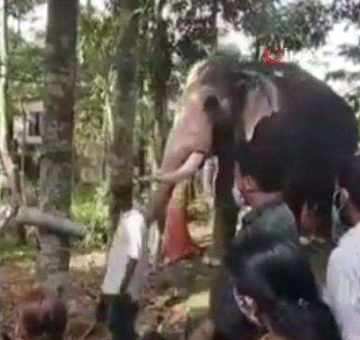 Hindistan'da sahibine veda eden fil
