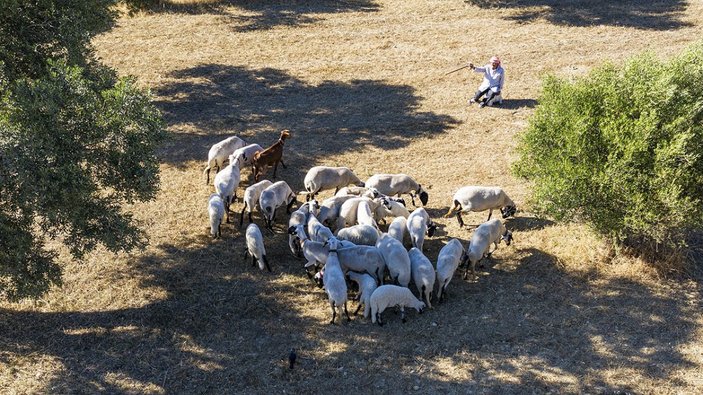 İzmir'de koyun yetiştiriciliğine ömrünü adayan Ekrem Dede