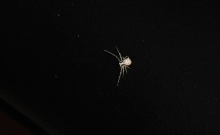 Denizli'de insan yüzlü örümcek görüldü