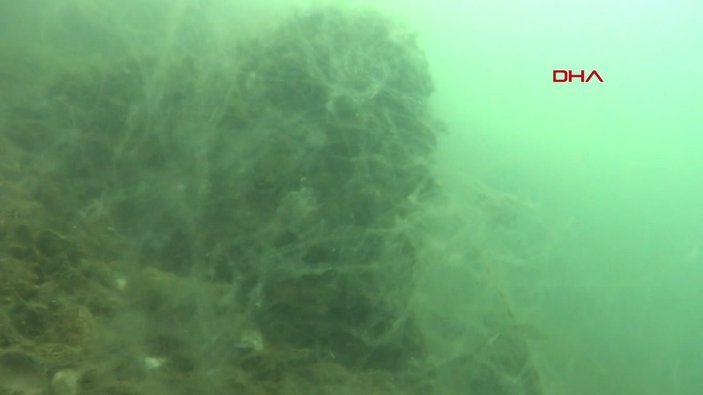 Kocaeli'de müsilajın denizaltındaki tahribatı görüntülendi