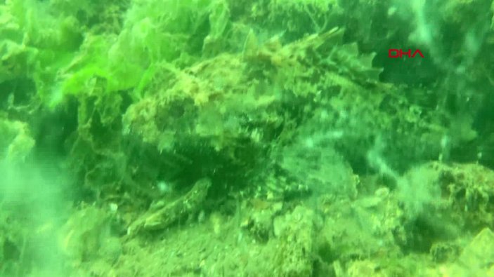 Kocaeli'de müsilajın denizaltındaki tahribatı görüntülendi