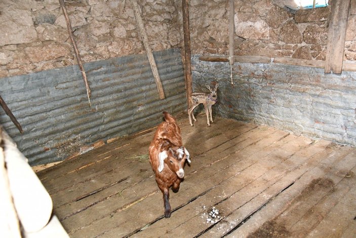 Balıkesir’de kaybolan yavru karacaya keçi annelik yapıyor