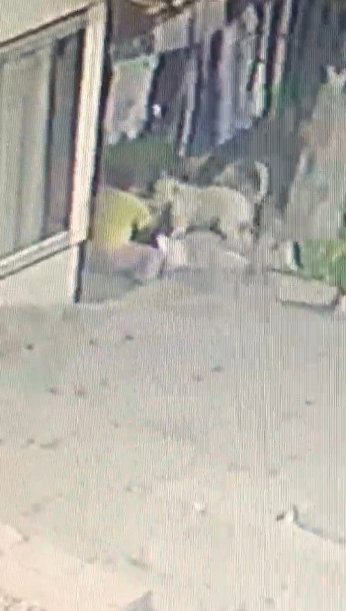 Başakşehir’de 16 yaşındaki kıza pitbull saldırısı kamerada