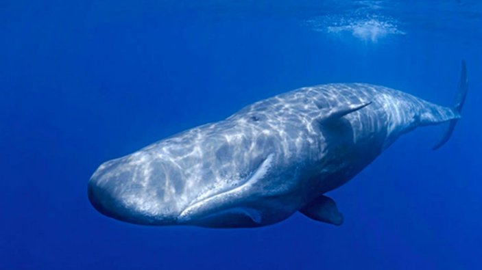 ABD'de kambur balina ağzına aldığı dalgıcı tükürdü