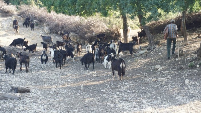 Kara keçi Foça'da azaldı