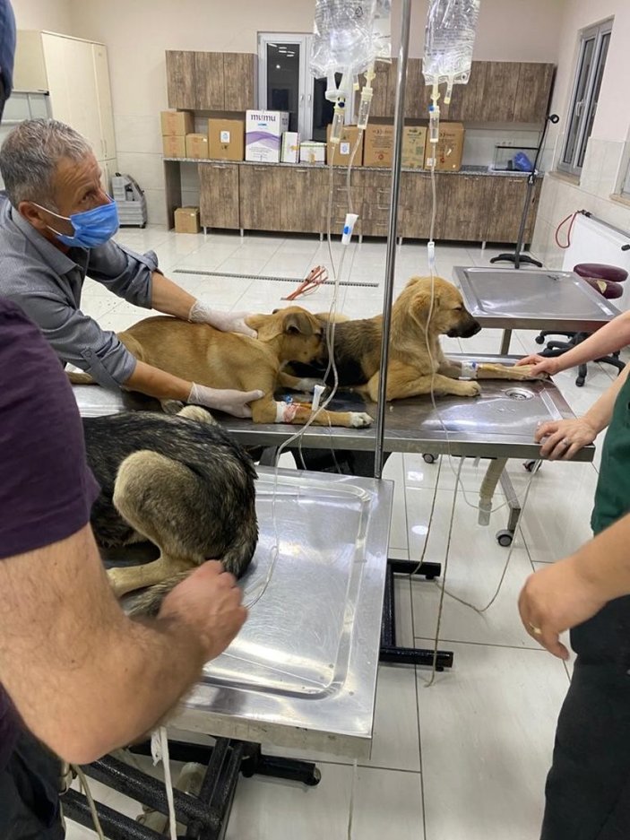 Avcılar’da zehirlenen köpekleri, belediye ekipleri kurtardı