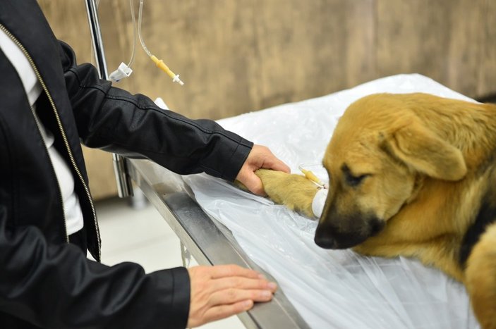 Avcılar’da zehirlenen köpekleri, belediye ekipleri kurtardı
