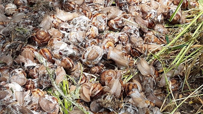 Afyonkarahisar’da salyangoz dolu çuvallar ele geçirildi