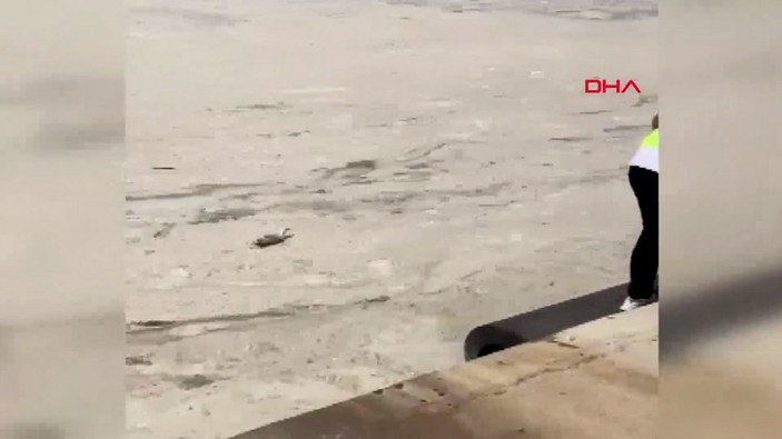 Yalova'da müsilaj nedeniyle uçamayan martı kurtarıldı