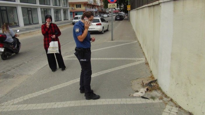 Antalya'da yavru kediye araba çarptı, kadın polis başından ayrılmadı