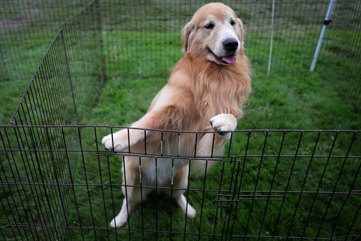 ABD'de, kuduz nedeniyle 100'den fazla ülkeden köpek ithali yasakladı