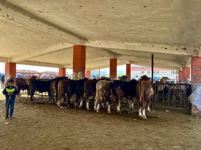 Ağrı'da kurbanlık telaşı başladı