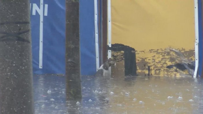 Topkapı'da su birikintisinde mahsur kalan kedi