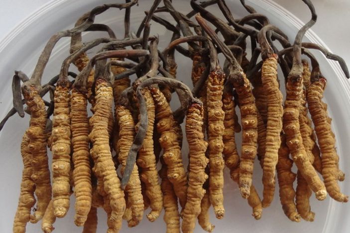 Dünyanın en değerli paraziti: Tırtıl mantarı