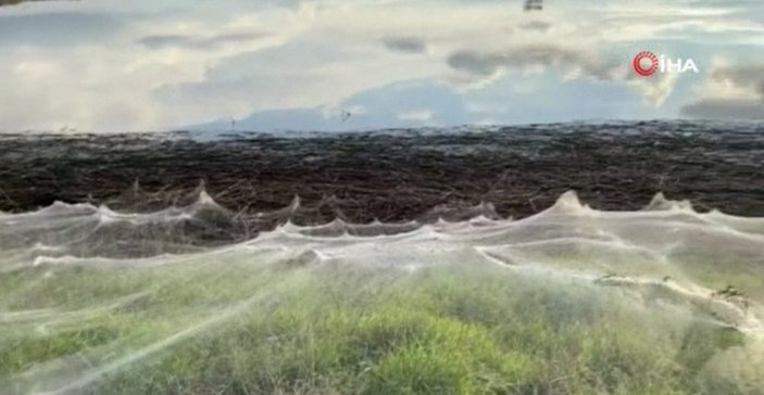 Avustralya’da sel suları çekildi, örümcek ağları ortaya çıktı