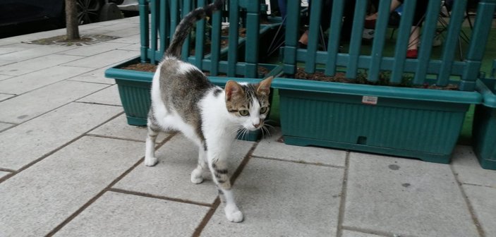 Kedi yiyen Japon, İl Göç İdaresi'ne teslim edildi