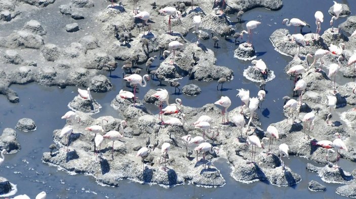 Tuz Gölü'nde flamingolar yavrularıyla görüntülendi