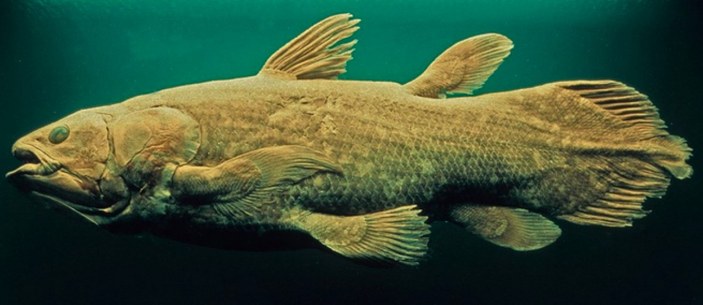 Yaşayan fosil lakaplı balık 100 yıl yaşıyor, hamileliği 5 yıl sürüyor