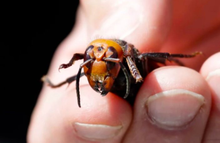 ABD'de 2021'in ilk katil eşek arısı görüldü