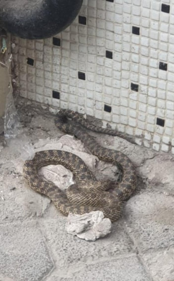 Zeytinburnu'nda mahalleye giren yılan panik yarattı