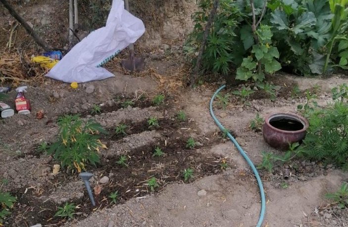 Manisa'da evinin bahçesinde kenevir yetiştiren yaşlı kadın gözaltına alındı