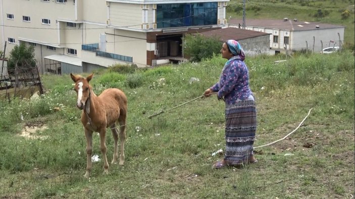 Arnavutköy'de atlarına araba çarptı, 23 bin 467 liralık tebligat geldi