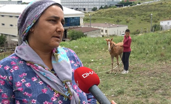 Arnavutköy'de atlarına araba çarptı, 23 bin 467 liralık tebligat geldi