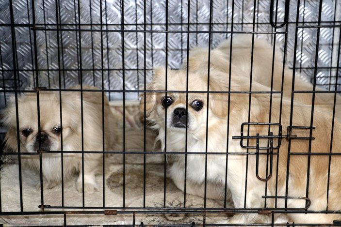 Ankara’da uygunsuz koşullarda köpek besleyen kadına tazminat davası