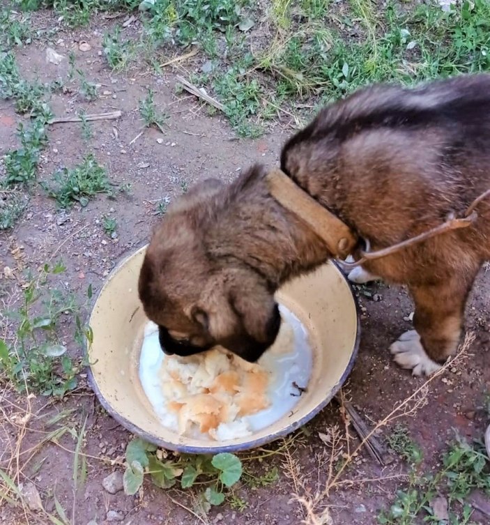 Denizli'de yavru köpeği çuvala koyup, ağzını sıkı sıkıya bağladılar