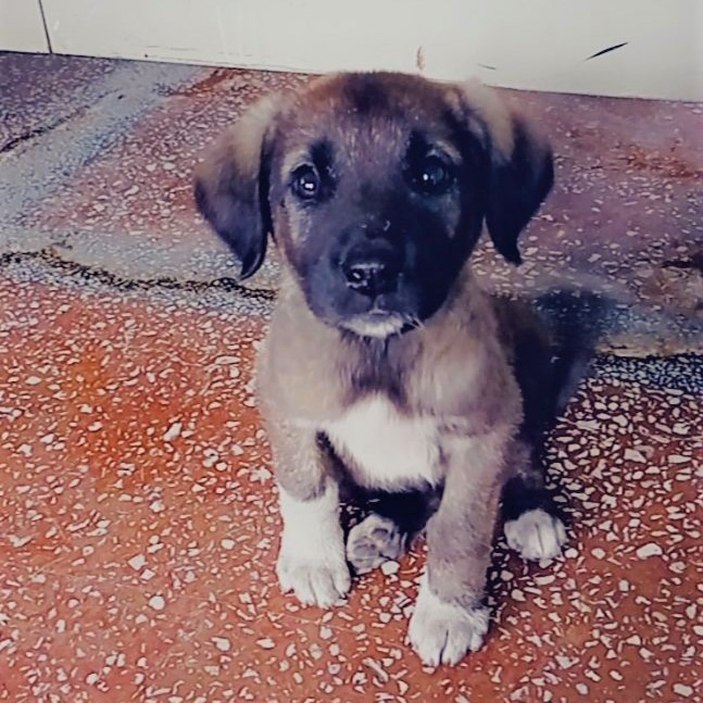 Denizli'de yavru köpeği çuvala koyup, ağzını sıkı sıkıya bağladılar