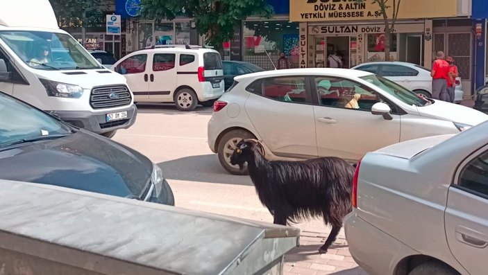 Bursa’da kurbanlık keçi kaçtı, trafik altüst oldu