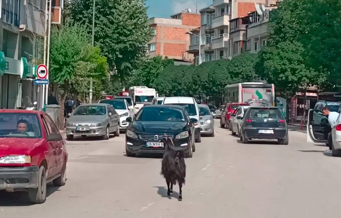Bursa’da kurbanlık keçi kaçtı, trafik altüst oldu