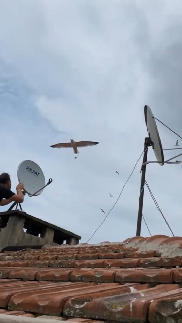 Bursa'da televizyon tamircileri, martıların saldırısına uğradı