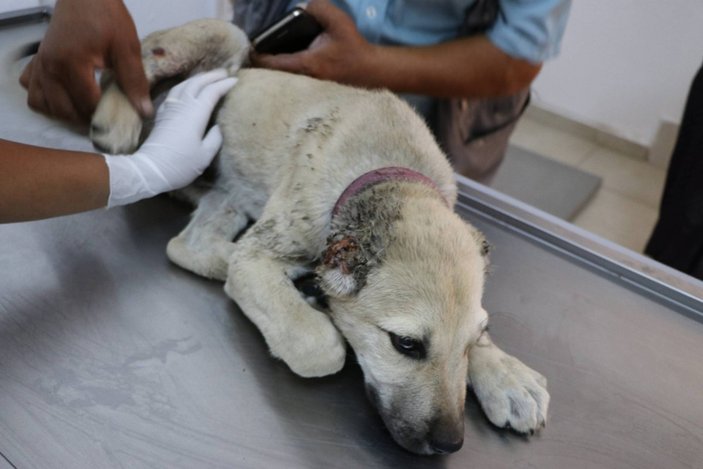 Şanlıurfa'da yavru köpeğin kulaklarını kesip, ayağını kırdılar