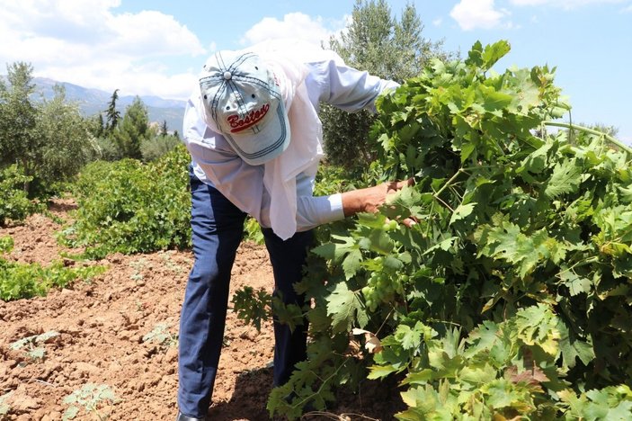 Gaziantep'te üzüm üretimi
