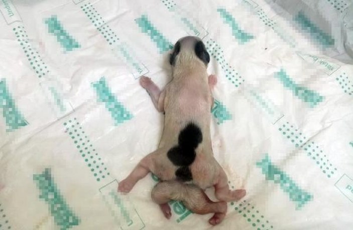 Adana'da 6 bacaklı doğan köpek hayata tutunamadı