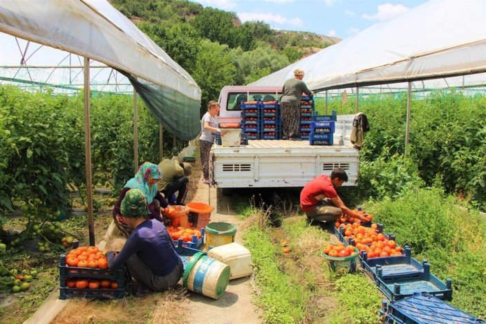 Amasya’da domates hasadı başladı