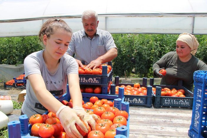 Amasya’da domates hasadı başladı