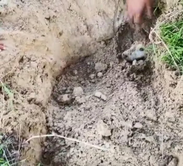 Esenyurt’ta toprağa gömülen köpekleri çocuklar kurtardı
