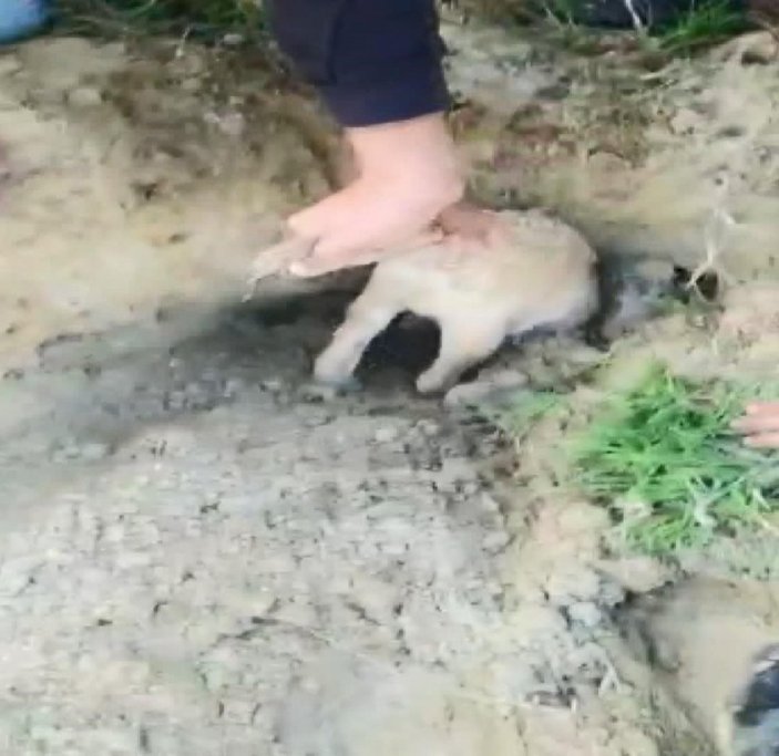 Esenyurt’ta toprağa gömülen köpekleri çocuklar kurtardı