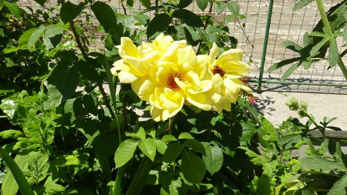 Tokat'ta görev yaptığı camiyi çiçek bahçesine çevirdi