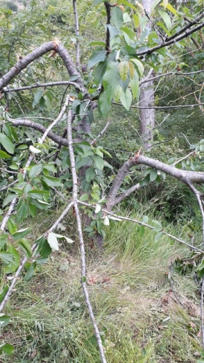 Kastamonu’da aç kalan ayılar, kiraz bahçelerini talan etti