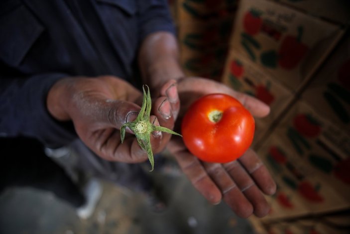 İsrail'den Gazzeli çiftçi ve tüccarlara 'sapsız domates' baskısı
