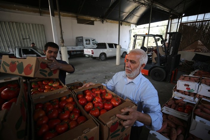 İsrail'den Gazzeli çiftçi ve tüccarlara 'sapsız domates' baskısı