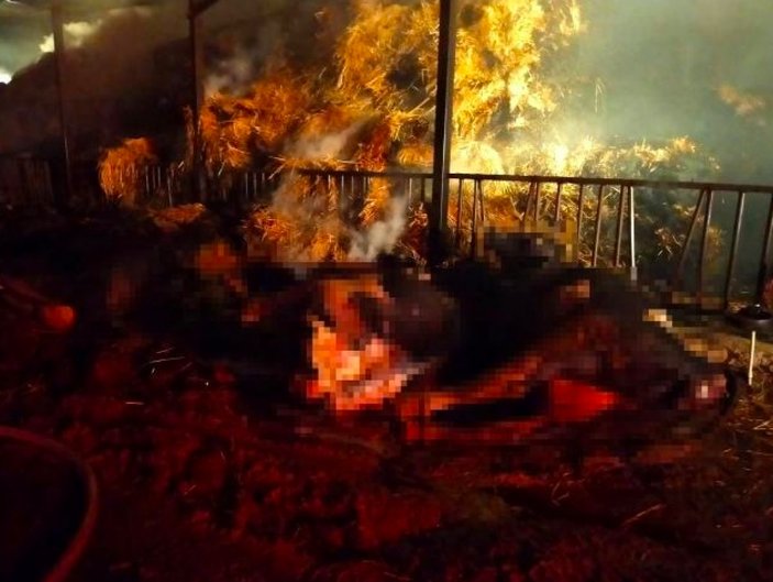 Denizli'de besihanede yangın çıktı: 22 büyükbaş hayvan telef oldu