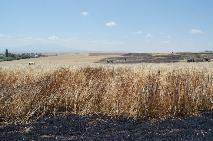 Aksaray'da arpa ekili alan yandı