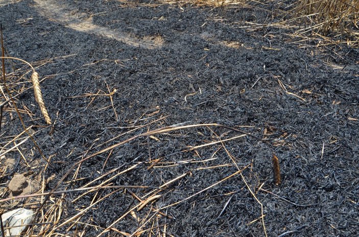Aksaray'da arpa ekili alan yandı